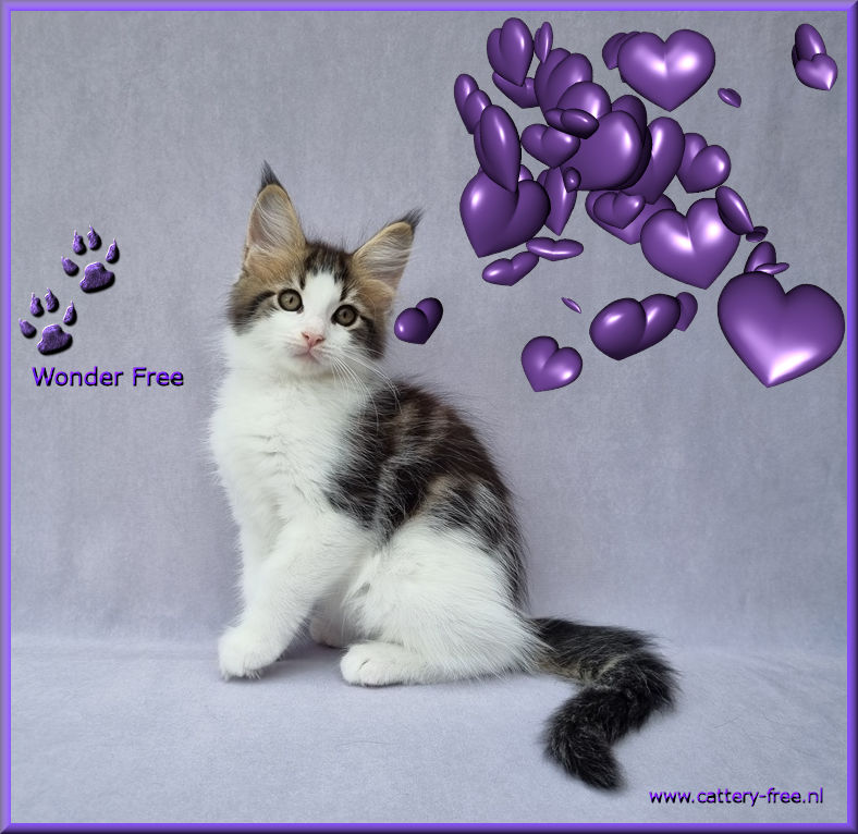 week%203%20wonder