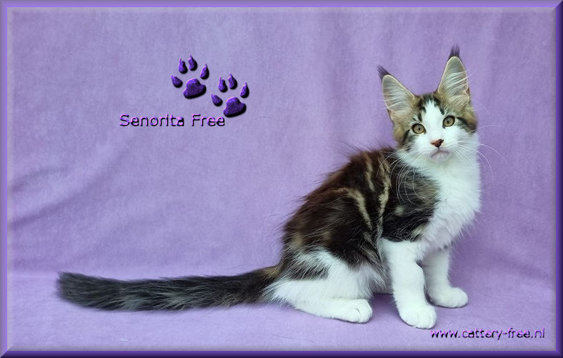 week%203%20Senorita