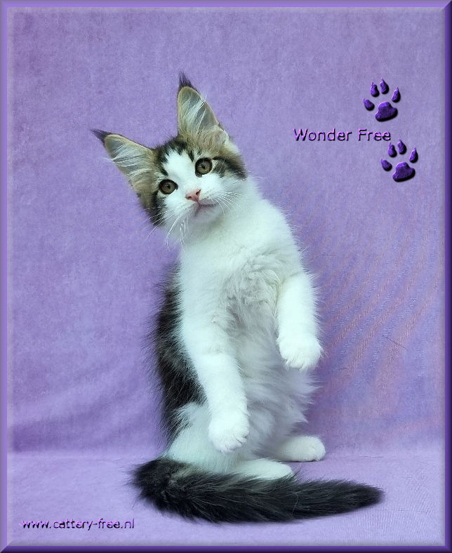 week%203%20wonder